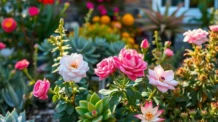 Qual o Melhor Horário para Regar suas Plantas? Descubra o Segredo das Rosas do Deserto e Suculentas!