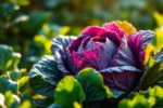 Imagem realista do repolho roxo fresco em um jardim com luz natural destacando sua cor vibrante.
