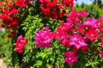 Plantas de buganvília coloridas e vibrantes florescendo em um jardim ensolarado, cercadas por folhagens verdes.