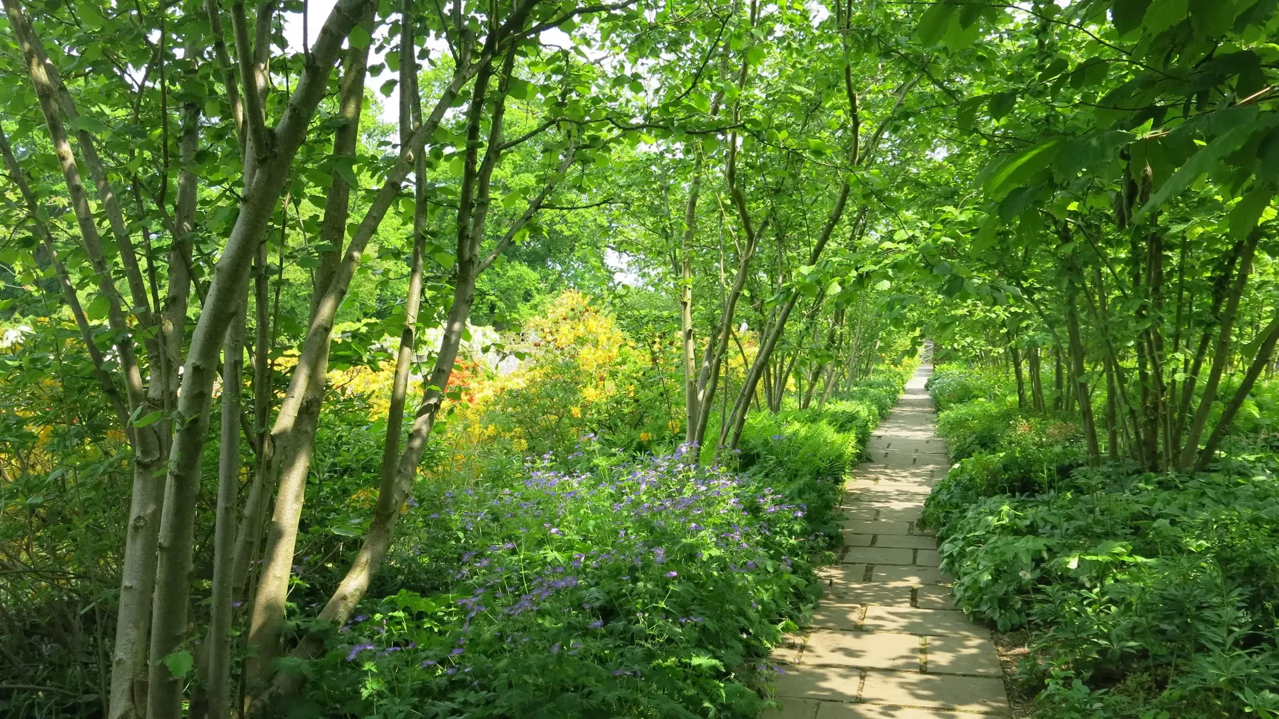 Como Escolher a Melhor Árvore Para Sombra no Jardim