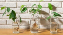 Como Fazer Mudas de Qualquer Planta Usando Apenas Um Copo Com Água
