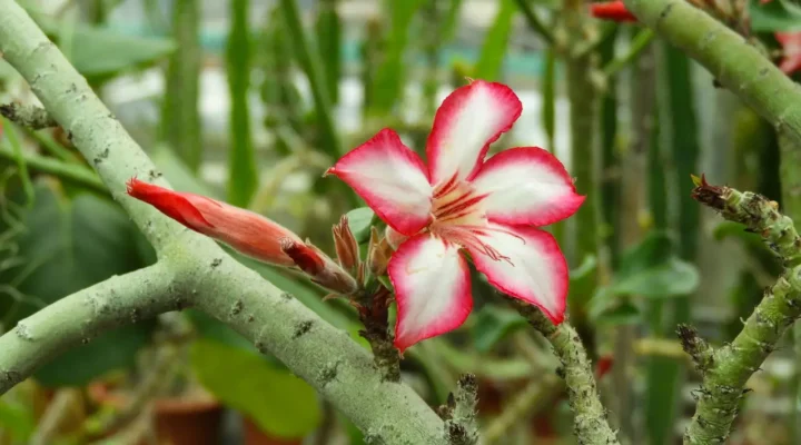 Como Fazer Sua Rosa do Deserto Crescer Rápido e Com Raízes Fortes