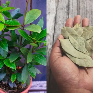 Como Plantar Árvore de Louro e Usar Suas Folhas na Cozinha