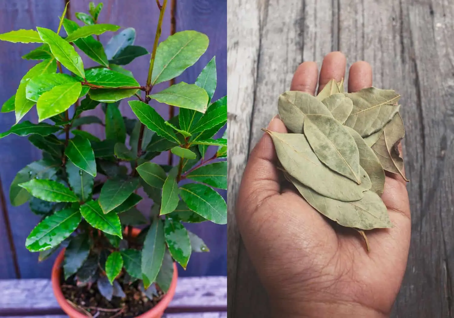 Como Plantar Árvore de Louro e Usar Suas Folhas na Cozinha