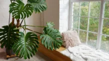 Descubra Por Que Ter Plantas em Casa Melhora o Humor e o Sono
