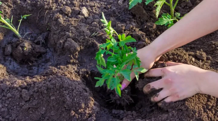 Erro Comum Que Está Matando Suas Plantas Sem Você Perceber