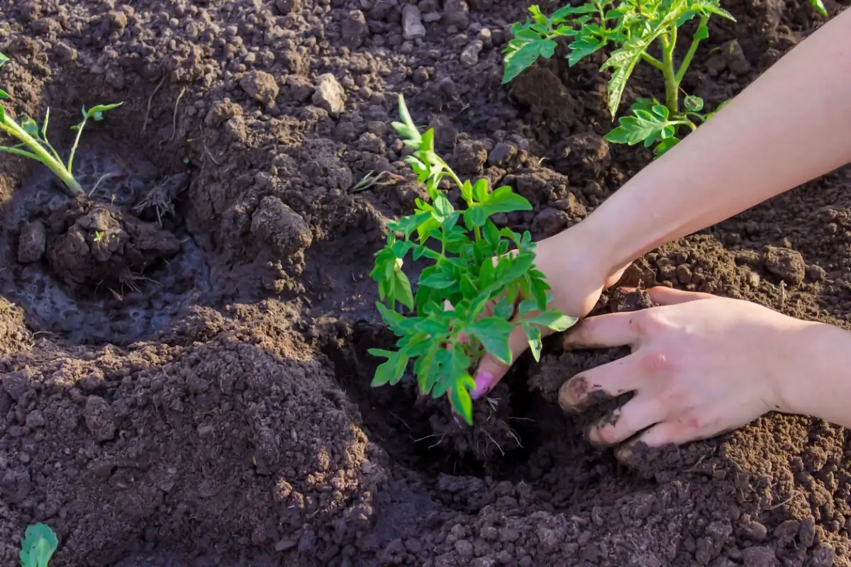 Erro Comum Que Está Matando Suas Plantas Sem Você Perceber