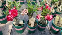 Essa Receita Natural Engrossa o Caudex da Rosa do Deserto