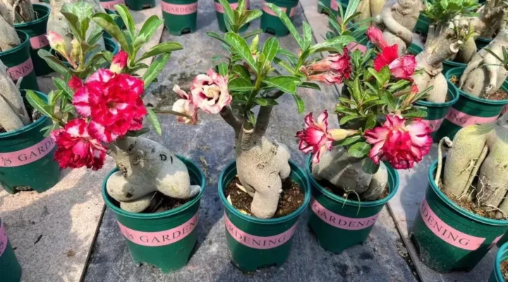 Essa Receita Natural Engrossa o Caudex da Rosa do Deserto
