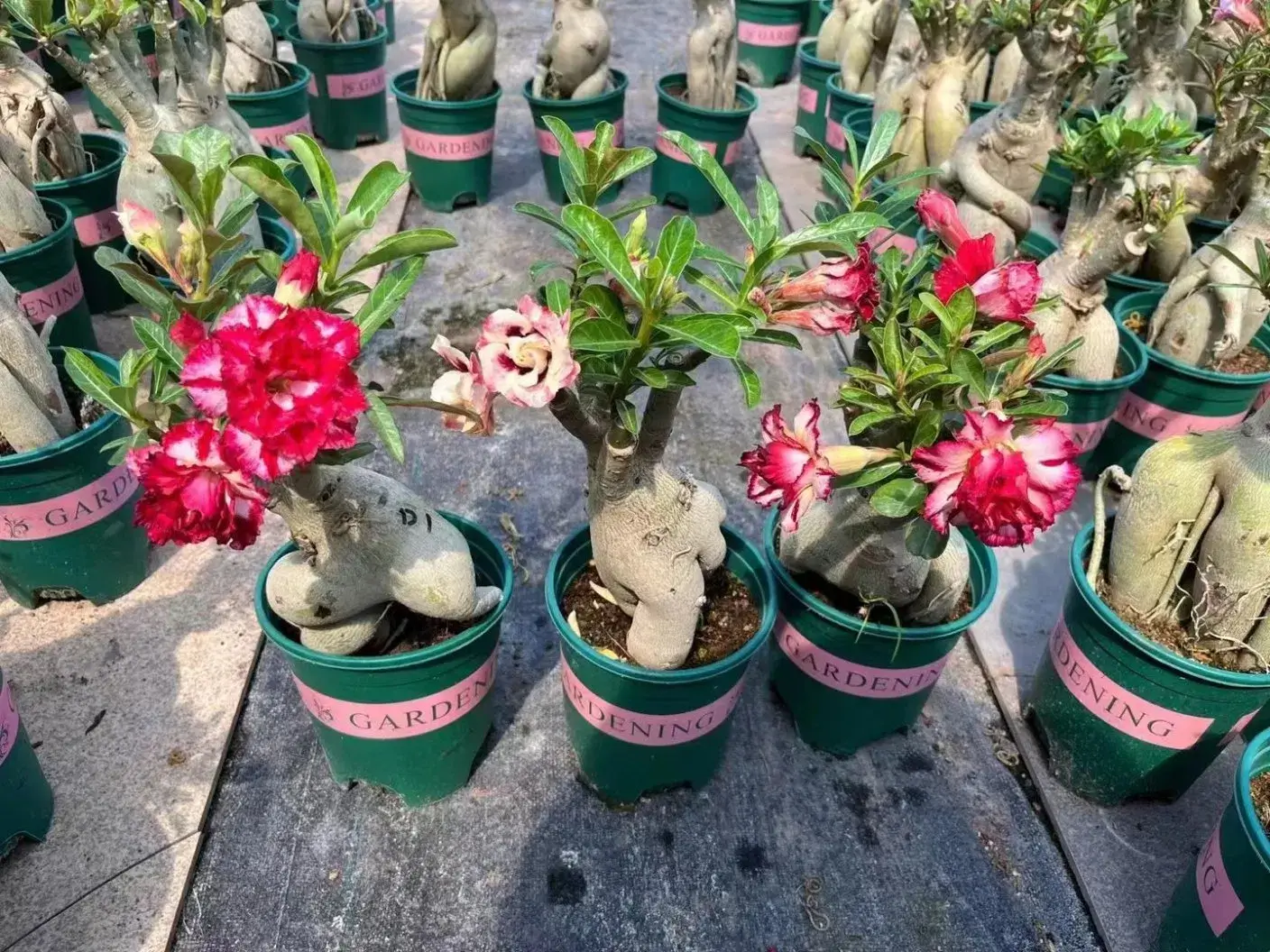 Essa Receita Natural Engrossa o Caudex da Rosa do Deserto