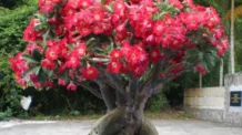 Esse Truque Simples Fez Minha Rosa do Deserto Florir em Menos de 30 Dias