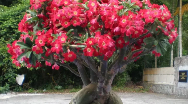 Esse Truque Simples Fez Minha Rosa do Deserto Florir em Menos de 30 Dias