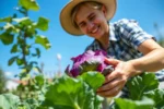 Pessoa feliz colhendo repolho roxo fresco em horta caseira sob sol e céu azul.