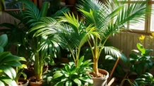 Como Germinar Coco em Casa: 5 Dicas que Vão Surpreender Seu Jardim