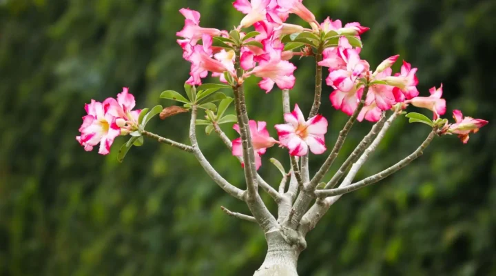 O Adubo Caseiro Que Salvou Minhas Rosas do Deserto no Frio