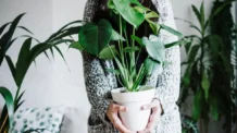 Plantas Que Atraem Boas Energias: Veja Quais Ter em Casa