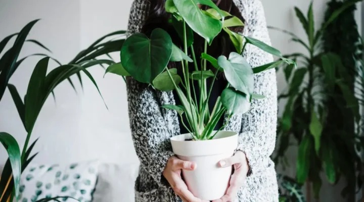 Plantas Que Atraem Boas Energias: Veja Quais Ter em Casa