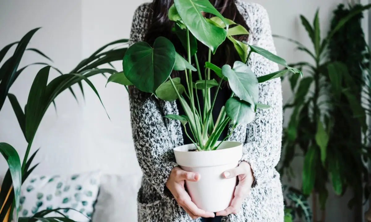 Plantas Que Atraem Boas Energias: Veja Quais Ter em Casa