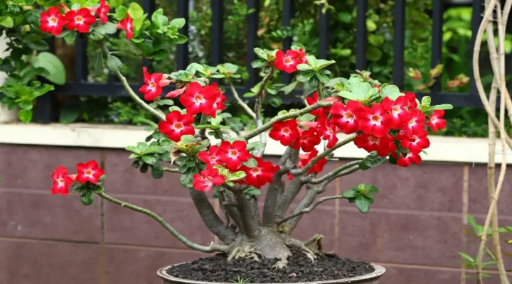 Rosa do Deserto Não Florece? Veja o Que Está Faltando