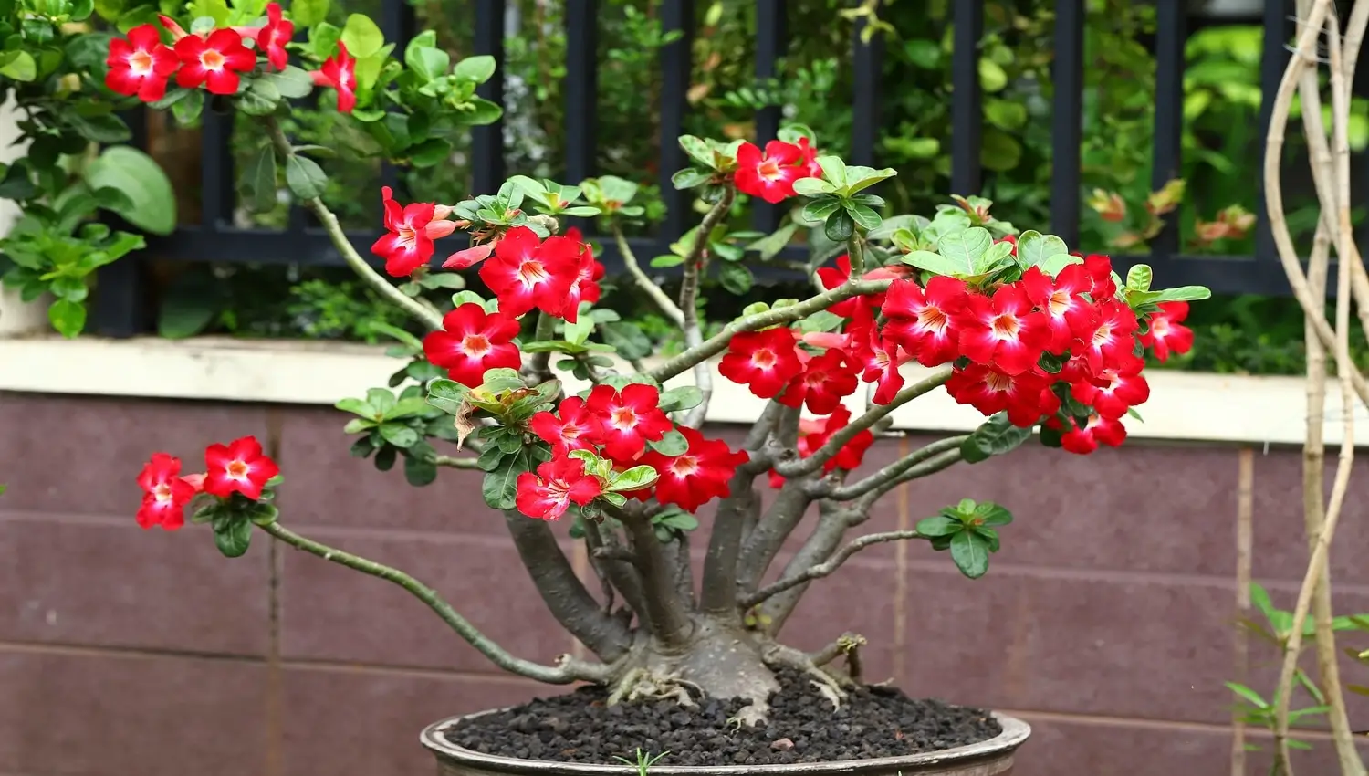 Rosa do Deserto Não Florece? Veja o Que Está Faltando