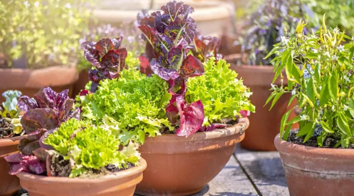 Transforme Sua Cozinha em Uma Horta: 6 Ervas Que Crescem no Vaso