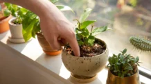 Você Está Regando Suas Plantas Errado? Veja Como Corrigir