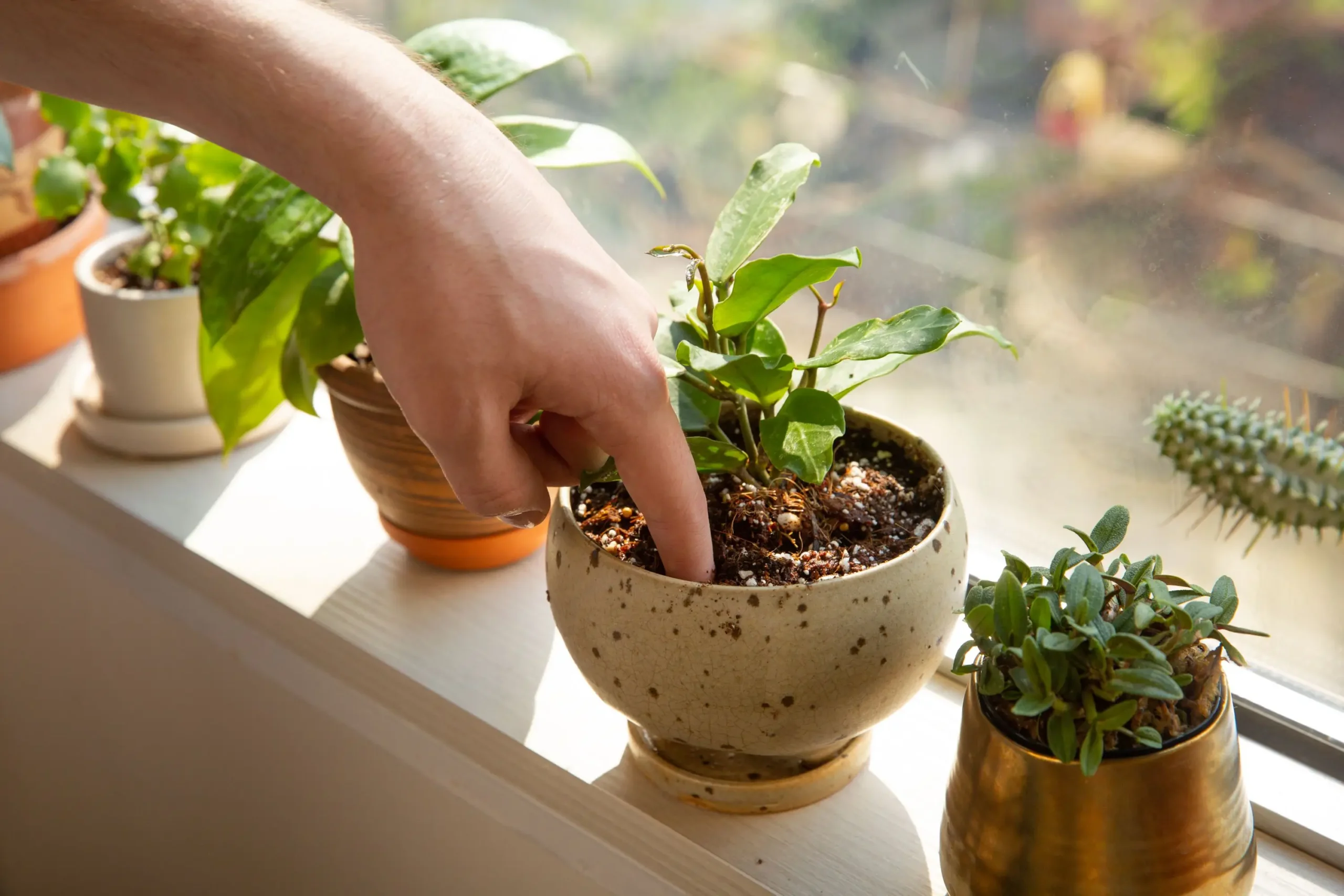 Você Está Regando Suas Plantas Errado? Veja Como Corrigir