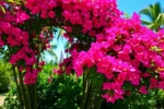 Jardim repleto de Bougainvilles coloridas e vibrantes.