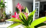 Bromélia Aechmea: Segredos Para Florescer Mesmo em Apartamentos
