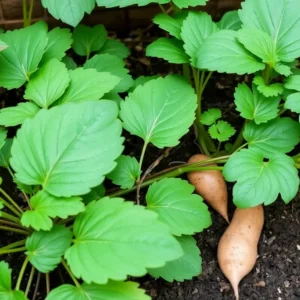 Como Plantar Batata Doce em Casa: 5 Passos Para Colher Fácil