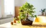 Ficus Bonsai: Dicas Para Manter Forma e Folhagem Perfeitas