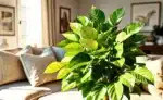 Ficus Variegata: Folhagem Diferente e Elegante Para Sua Decoração