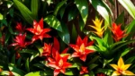 Guzmania Bromélia: Como Cultivar em Vasos e Jardins Verticais