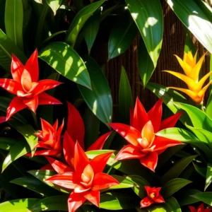 Guzmania Bromélia: Como Cultivar em Vasos e Jardins Verticais