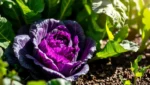 Repolho roxo saudável em um jardim ensolarado