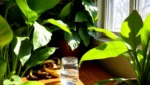 Zamioculca com adubo de casca de banana