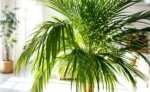 Palmeira Kentia: Como Deixar Sua Folhagem Sempre Luxuosa