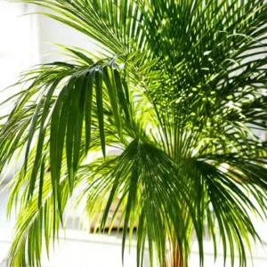 Palmeira Kentia: Como Deixar Sua Folhagem Sempre Luxuosa