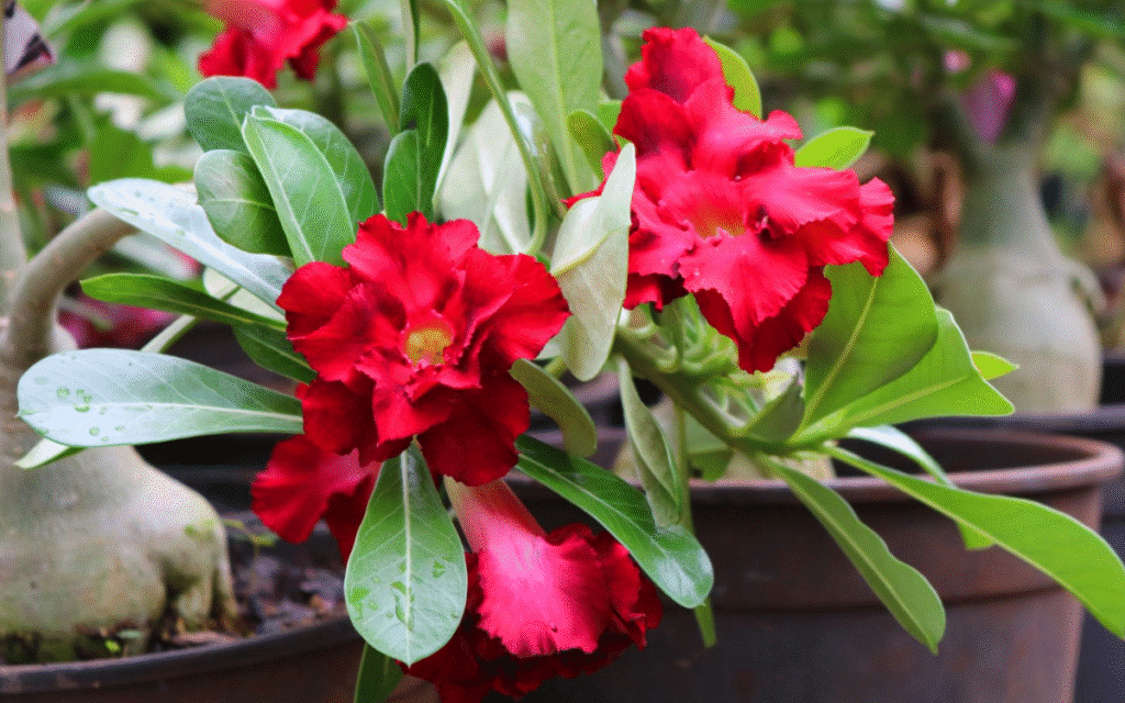 Rosa do Deserto no Verão: Como Proteger do Sol Forte e Manter a Planta Saudável nas Altas Temperaturas