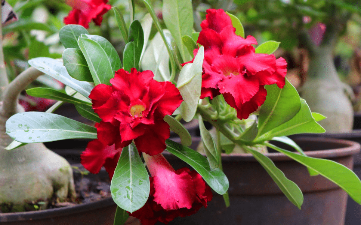 Rosa do Deserto no Verão: Como Proteger do Sol Forte e Manter a Planta Saudável nas Altas Temperaturas