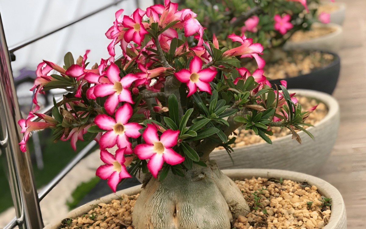 Rosa do Deserto Turbinada: Segredos para Engordar o Caudex MUITO Rápido e Deixar Sua Planta Incrível