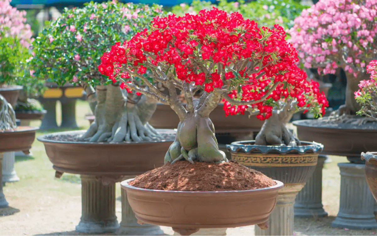 Como Fazer Rosa do Deserto Dar Flores Gigantes: Dicas Essenciais para Florescimento Exuberante e Saudável