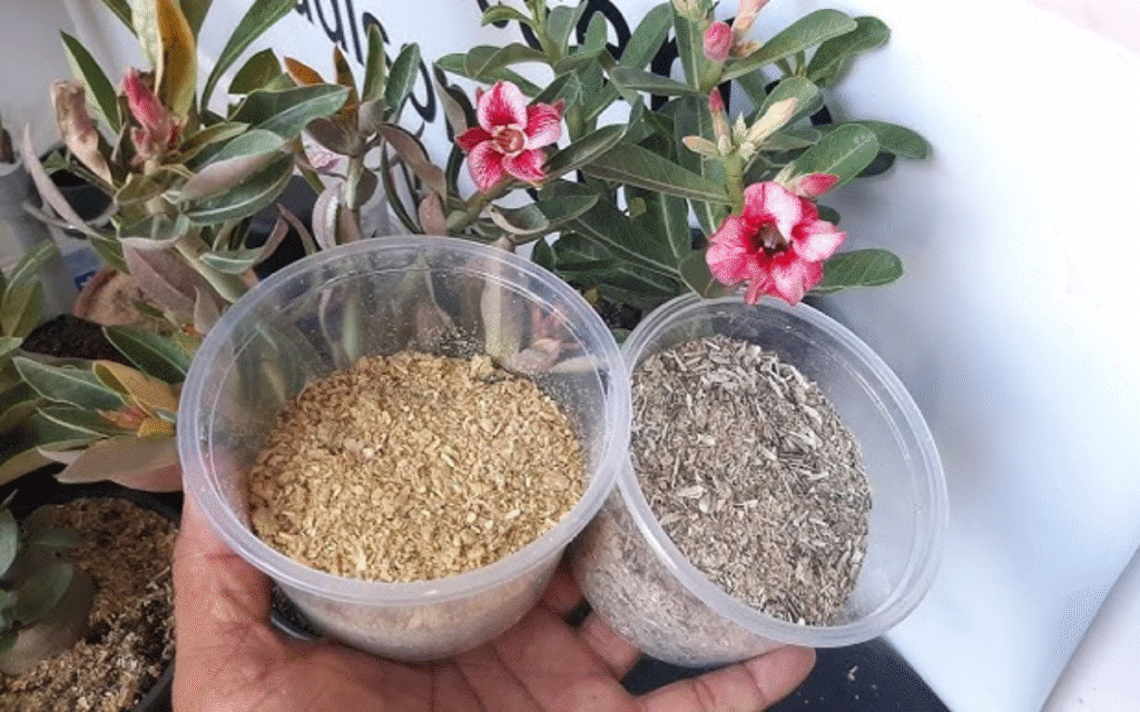 Adubo Caseiro Para Rosa do Deserto