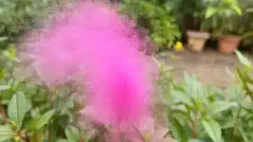 Colheita de repolho roxo em um jardim