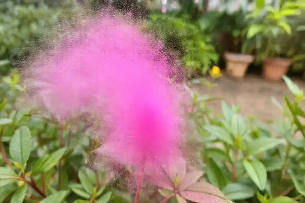 Colheita de repolho roxo em um jardim