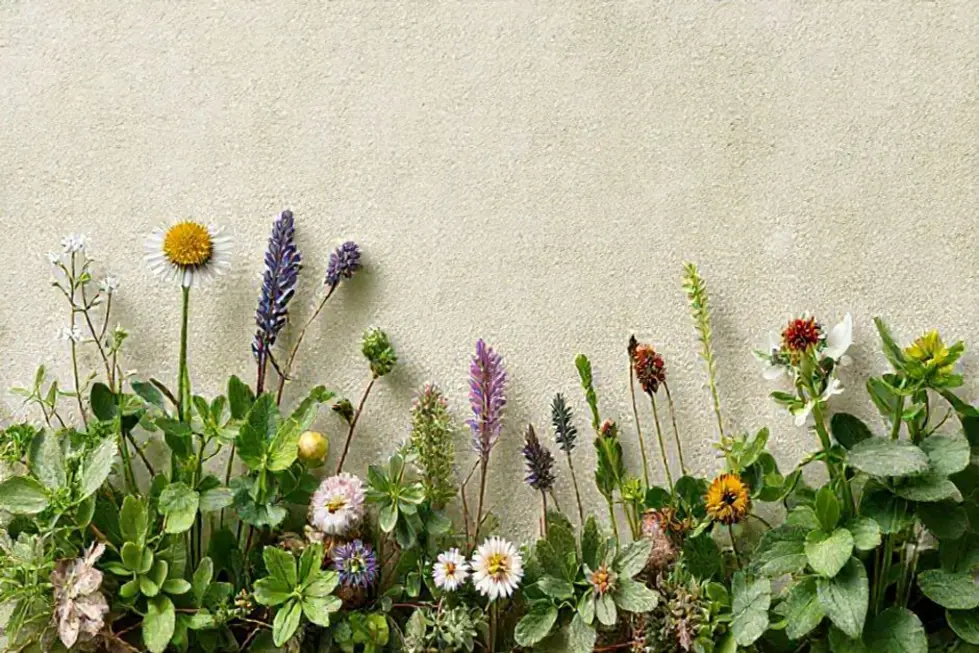 Composição de plantas com lírios da paz e elementos naturais.