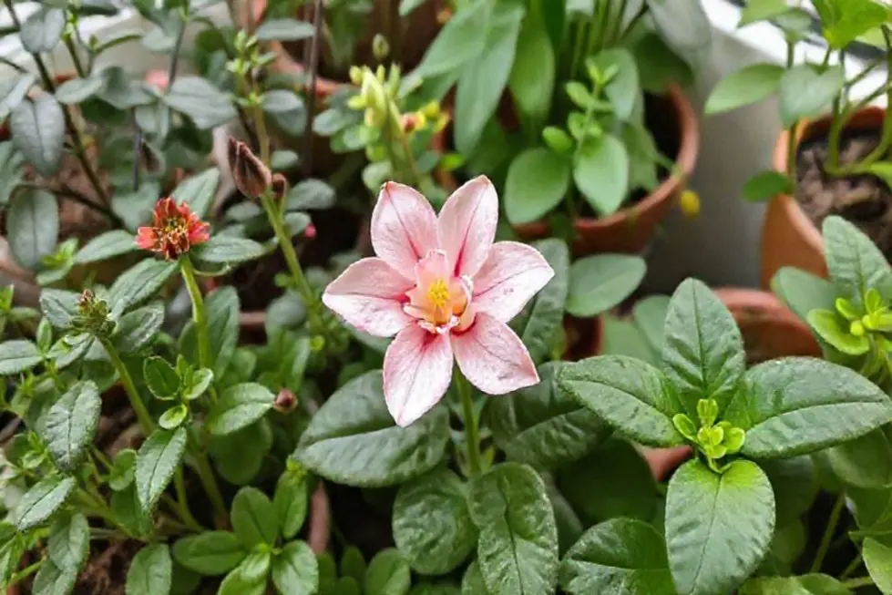 Ambiente com várias plantas, destacando a Flor da Fortuna.