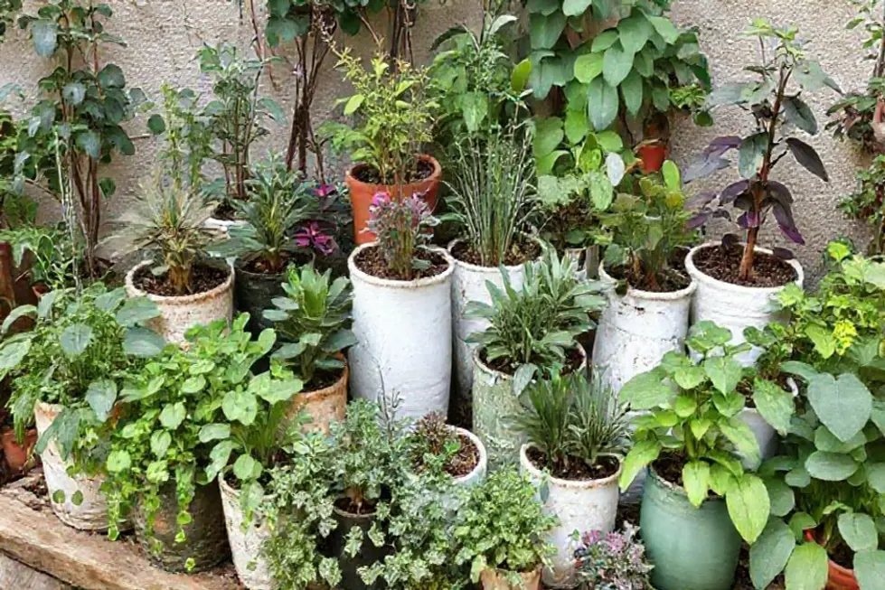 Vários vasos decorativos em um pequeno jardim caseiro.