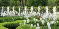 Visão de um jardim exuberante com várias Rendas Portuguesas.