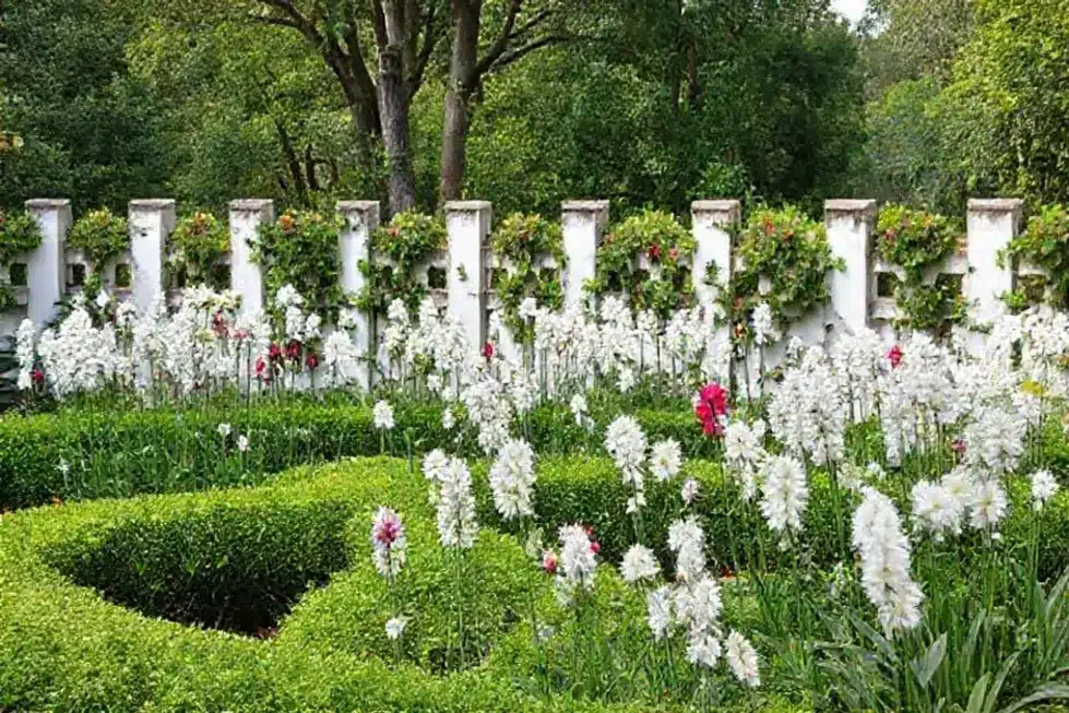 Visão de um jardim exuberante com várias Rendas Portuguesas.